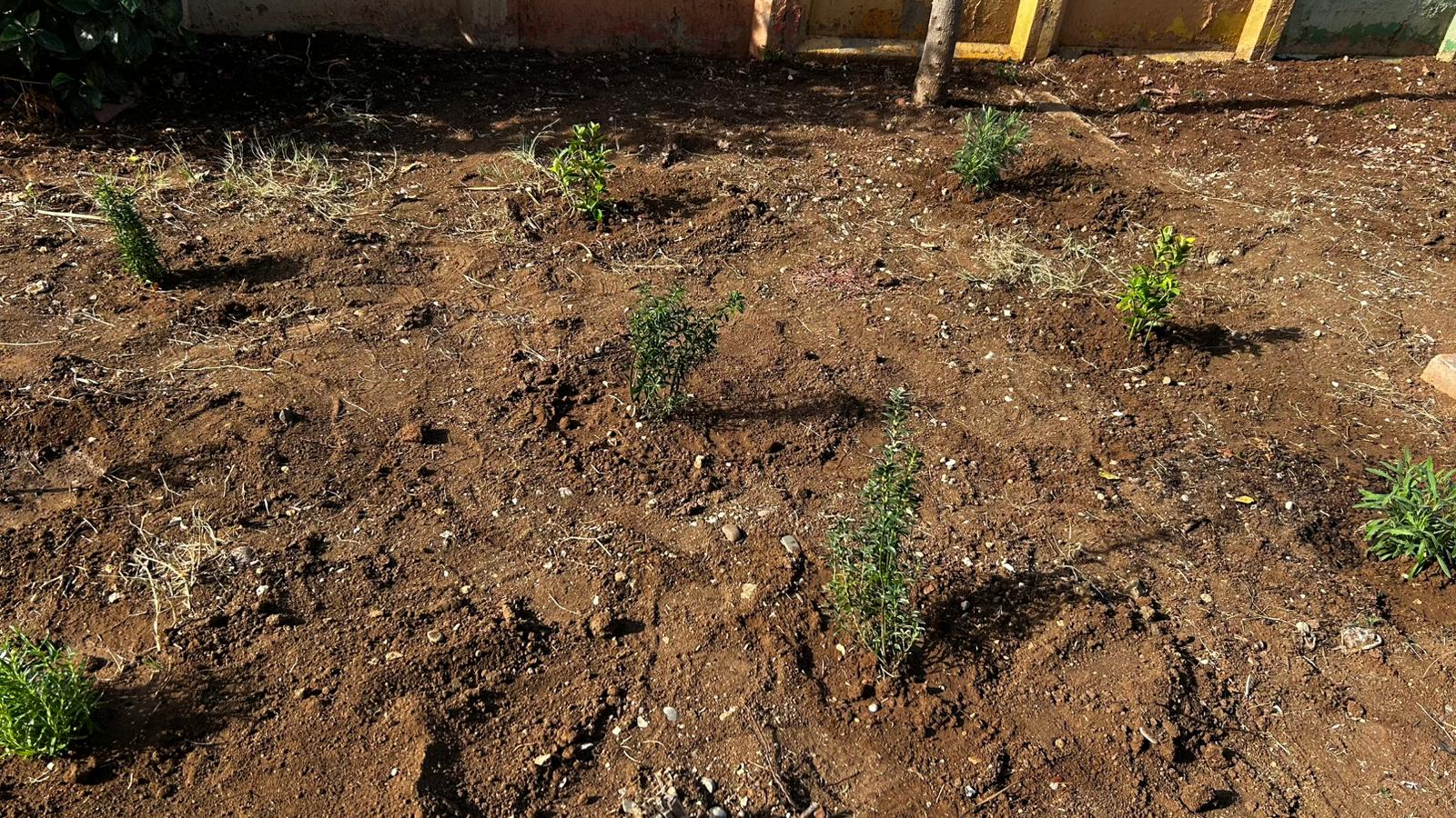 ADANA TAŞKÖPRÜ ROTARY KULÜBÜ 3 ARALIK ENGELLİLER GÜNÜ'NDE ZİÇEV'DE FİDAN DİKME VE PİZZA ATÖLYESİ