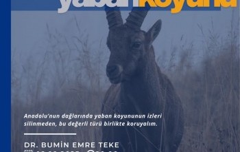 “Anadolu’nun Sessiz Tanıkları: Anadolu Yaban Koyunu”