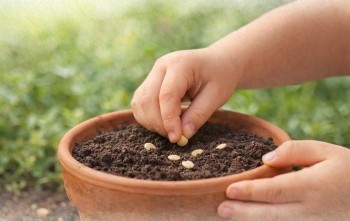 Ata Tohum Projesi Kapsamında Domates Ekimi Etkinliği