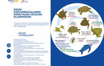 Deniz Kaplumbağaları İçin Neler Yapabiliriz?