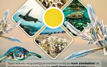 Nesli Tükenen Canlılar Kumzambakları ve Yeşil Deniz Kaplumbağları