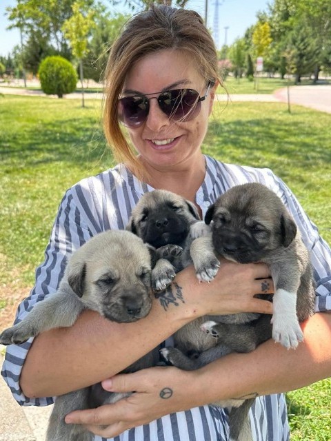 NEMRUT ROTARY KULÜBÜNDEN CAN DOSTLARA MAMA DESTEĞİ