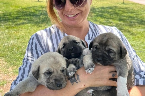 NEMRUT ROTARY KULÜBÜNDEN CAN DOSTLARA MAMA DESTEĞİ