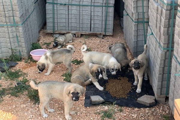 NEMRUT ROTARY KULÜBÜNDEN CAN DOSTLARA MAMA