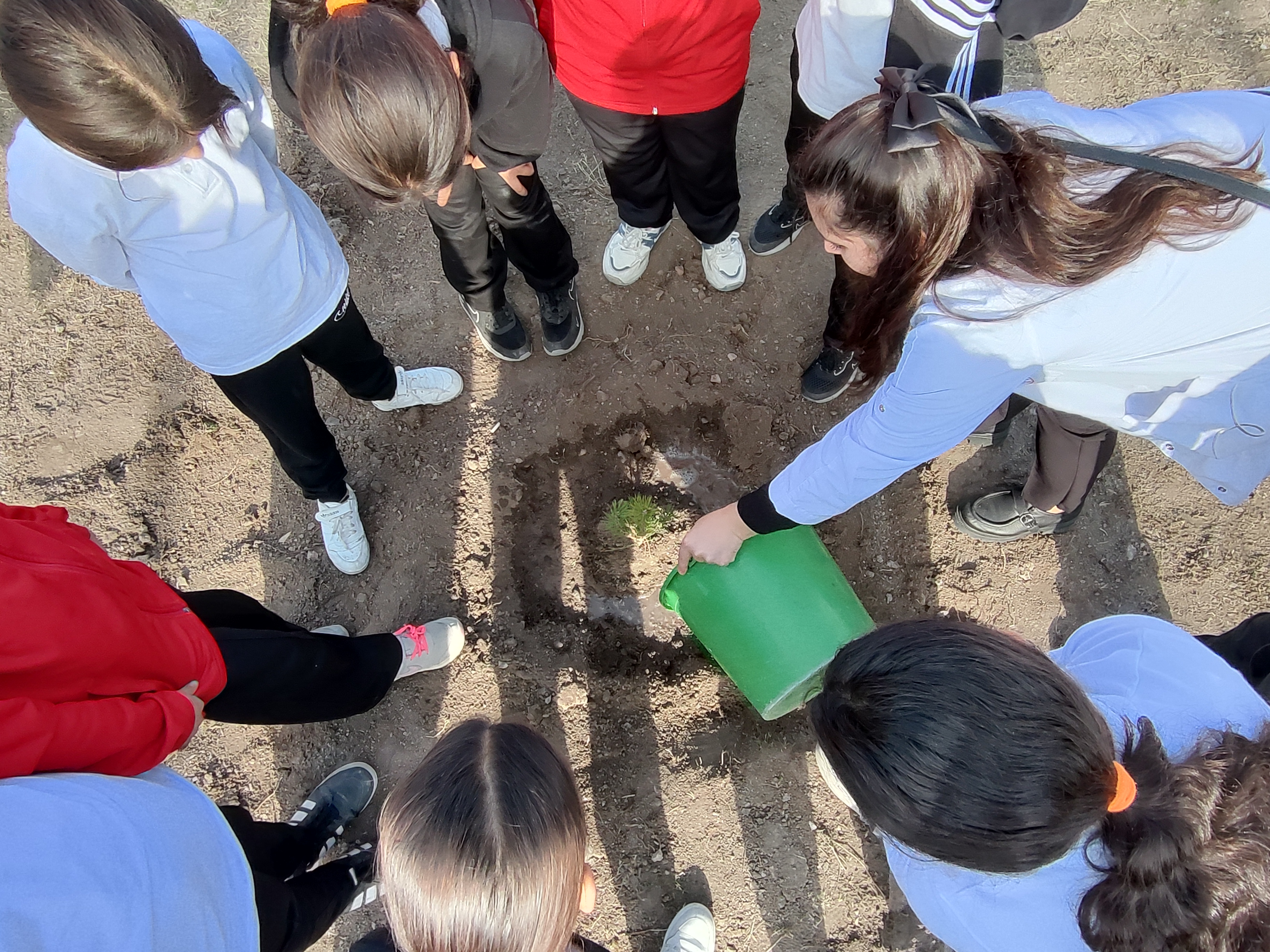 BEYSUKENT HATIRA ORMANI AĞAÇ DİKİMİ