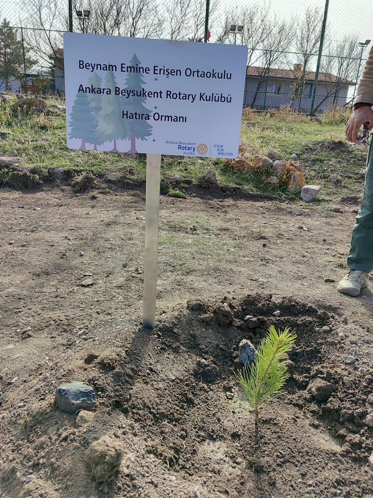 BEYSUKENT HATIRA ORMANI AĞAÇ DİKİMİ