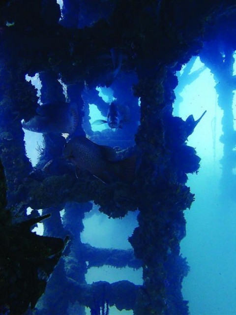 Reef revisited