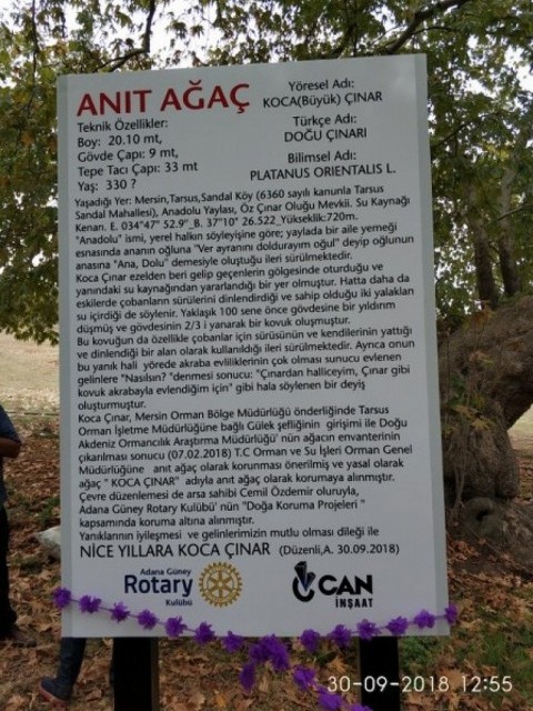 ADANA GÜNEY ROTARY KULÜBÜ OLARAK KOCA ÇINAR'IN ANIT AĞAÇ OLARAK TESCİLLENMESİNİ SAĞLADIK.