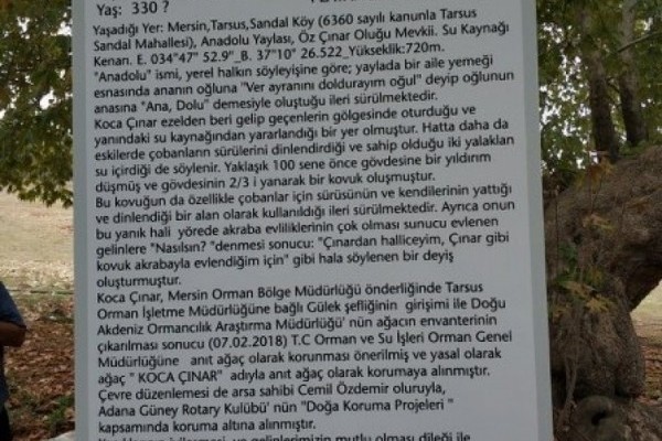 ADANA GÜNEY ROTARY KULÜBÜ OLARAK KOCA ÇINAR'IN ANIT AĞAÇ OLARAK TESCİLLENMESİNİ SAĞLADIK.
