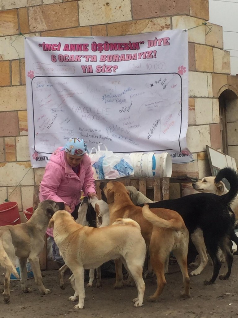 Ankara Emek Rotary Kulübü - İnci Anne Köpek Hayvan Barınağına Yardım, 22 Ocak 2019