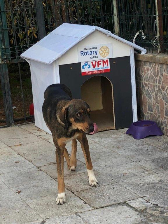 Mersin OLBA Rotary Kulübü SOKAK HAYVANLARI projesi