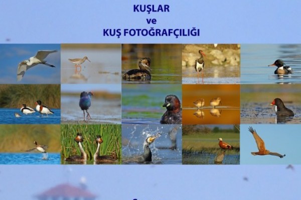 Kuşlar ve Kuş Fotoğrafçılığı